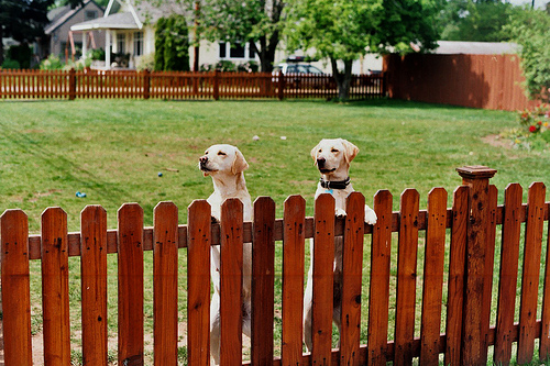 Backyard Fencing: How to Pick the Right Fence for Keeping ...