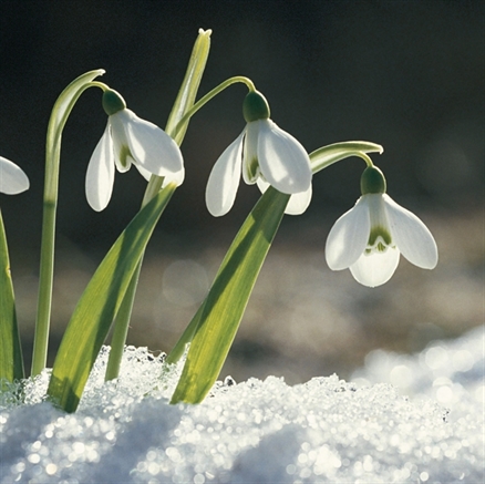 Winter Plants