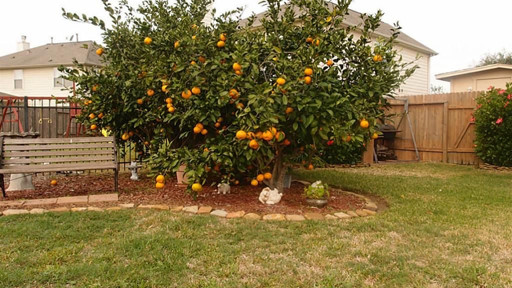 Fruit for Thought: Your Essential Guide to Growing Fruit Trees