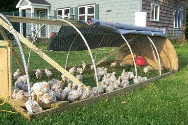 Do Your Backyard Chickens Need a Tractor 