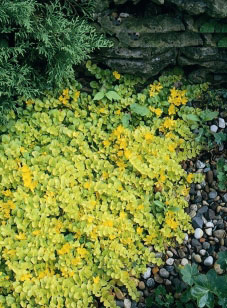 Best Plants for Groundcover